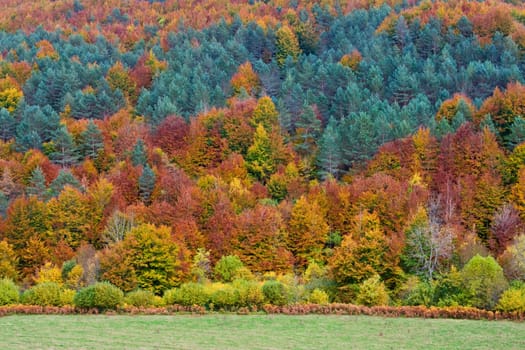 Autumn colors in the forest