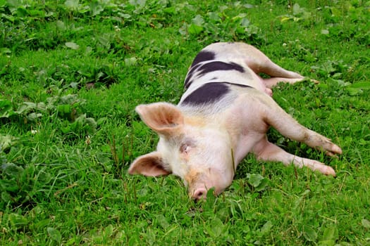 Pig Dream