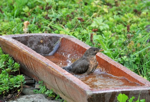 In the bird bath