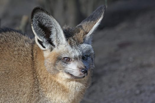 Bat-eared fox