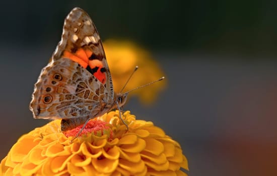 Painted Lady Butterfly 1