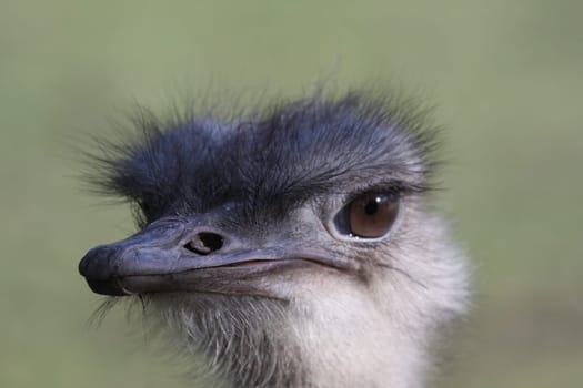 NanduPortrait