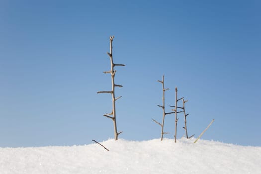 Branches in the snow