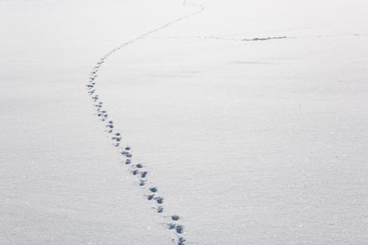 Animal tracks in the snow