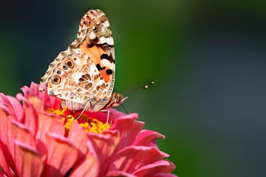 Painted Lady Butterfly 2