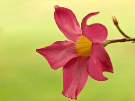 pink flower diplodena rosea