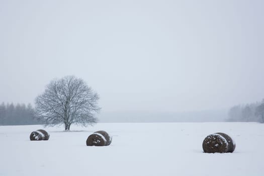 Trees and fields in winter