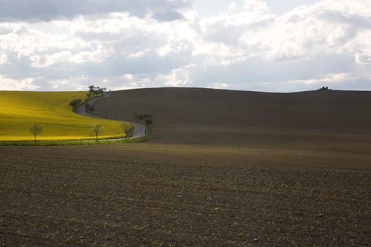 Road and Fields