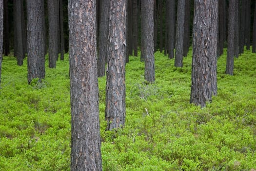 Forest in spring