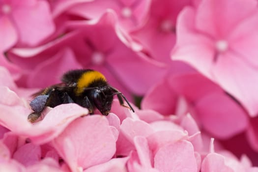 Bumble bee resting for a moment