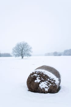 Trees and fields in winter