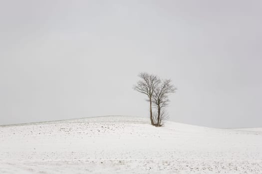 Group of trees in winter