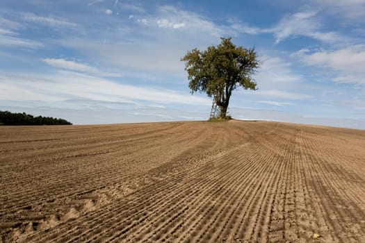 Tree in the field