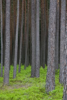 Forest in spring