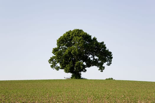 Linden tree in the meadow