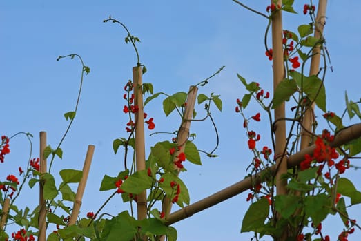 Beanstalks