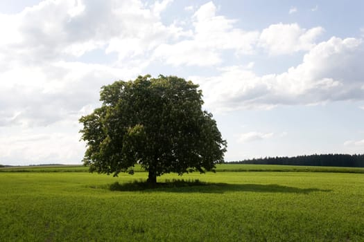 Chestnut tree in spring