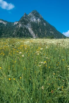 Alpine meadow and mountain