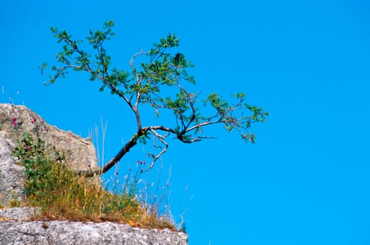 Single tree in front of the sky