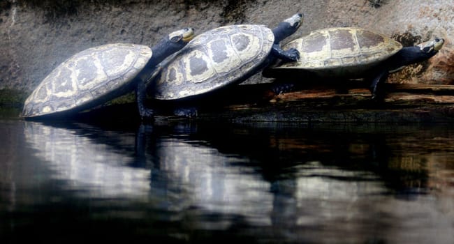 3 Tortoises