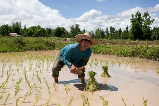 Asian woman working at rice field,Asia