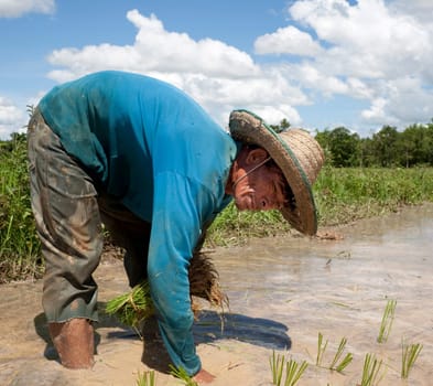 Asian woman working at rice field,Asia