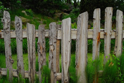 Natural fence