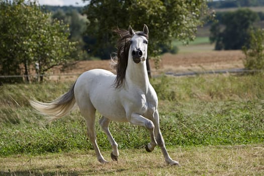 PRE Stallion