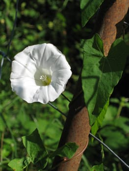 white flower