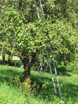 Harvesting apples
