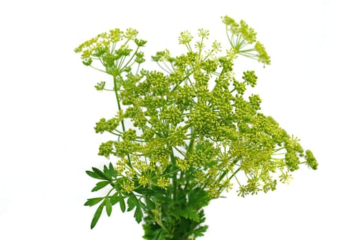 Parsley bunch