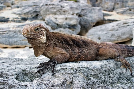 Cuban Belttail Iguana