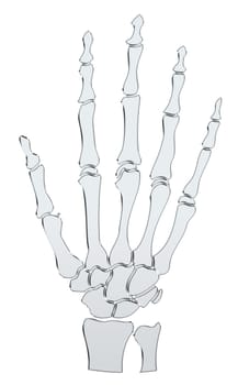 Skeleton - Hand