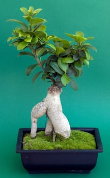 Bonsai with pot and moss