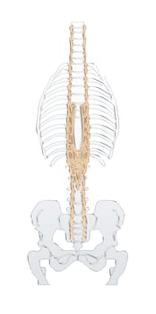 human skeleton