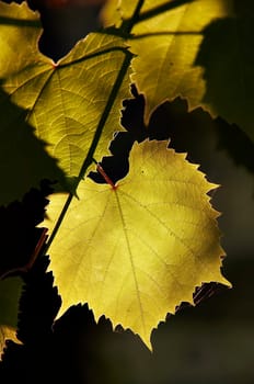 grapevine in the back lighting