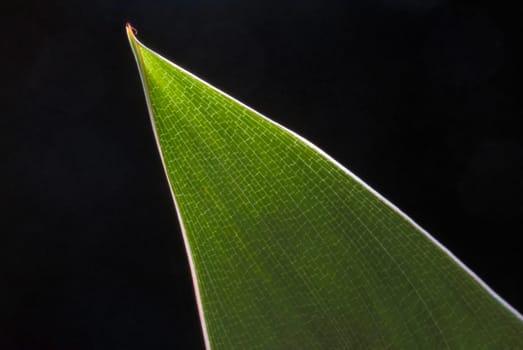 Leaf of a Strelitzia in backlight