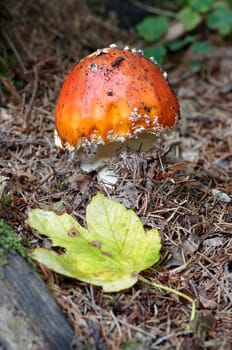 fly amanita