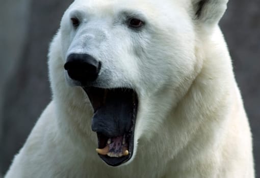 Roaring Polar Bear (Ursus maritimus)
