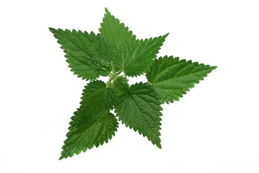 Stinging nettle