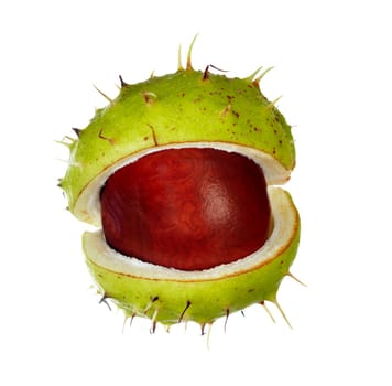chestnut