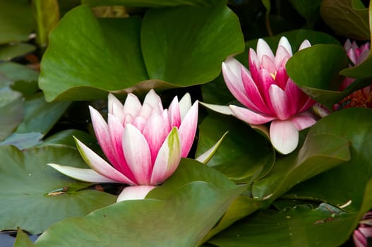 waterlily