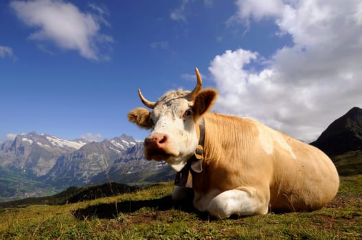Cow