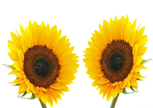 Two Sunflowers