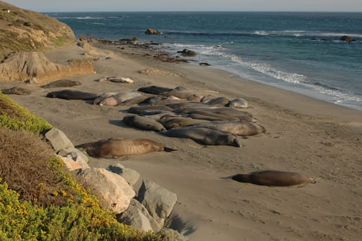 Elephant seals