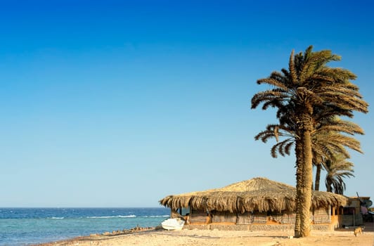 The palm trees of Dahab Assalah