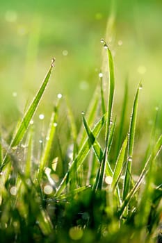 Grass with dewdrops