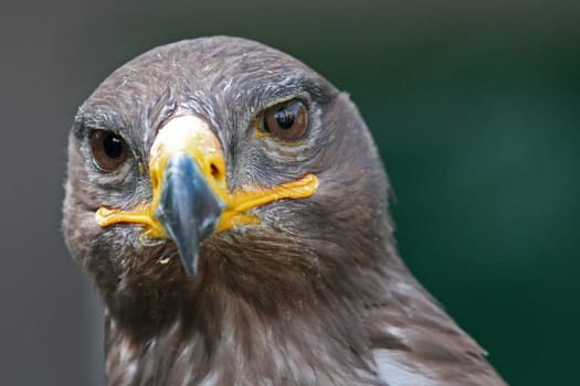 Golden eagle