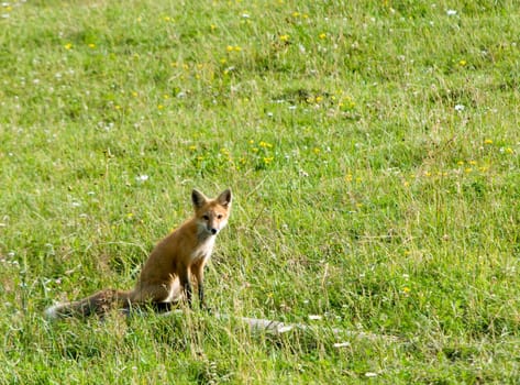 sitting fox