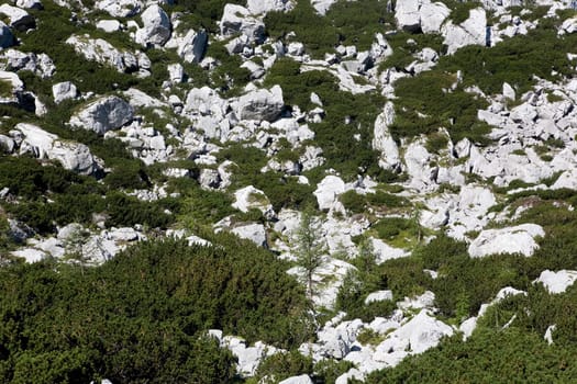 Stones and mountain forest in the Berchtesgaden National Park on the way to the Blue Ice Glacier